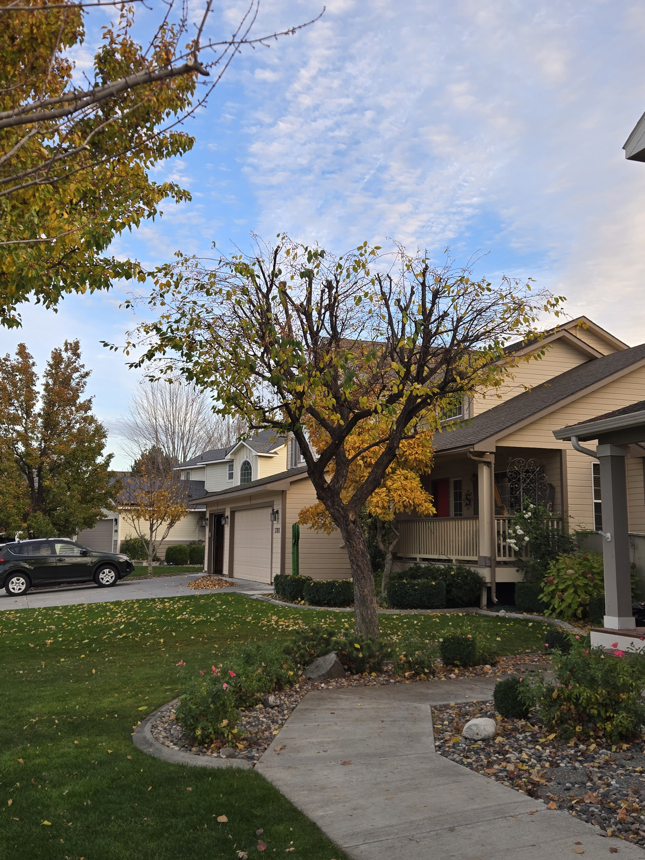 Residential Tree Pruning