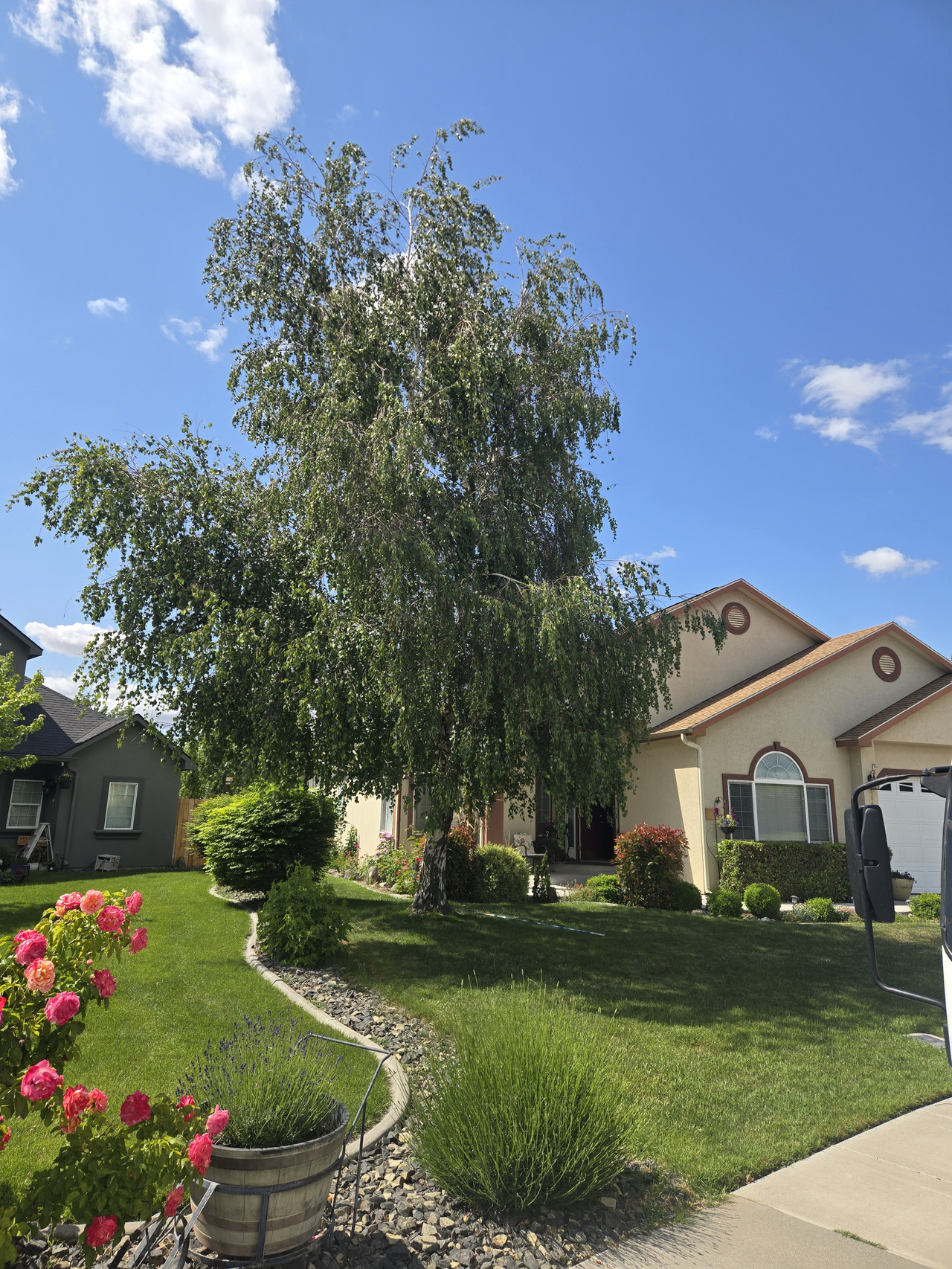 Birch Tree Maintenance