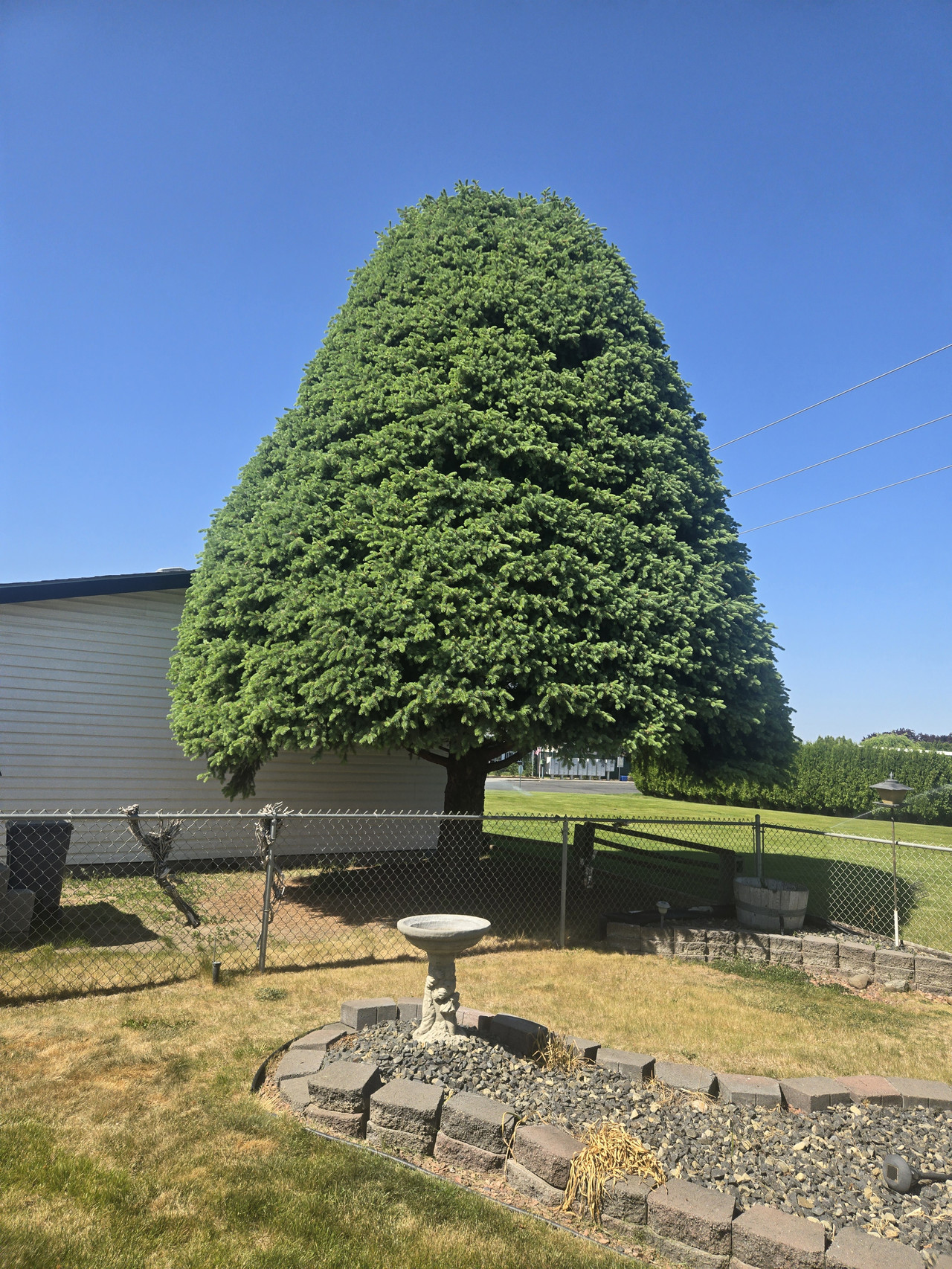 Evergreen Tree Shaping