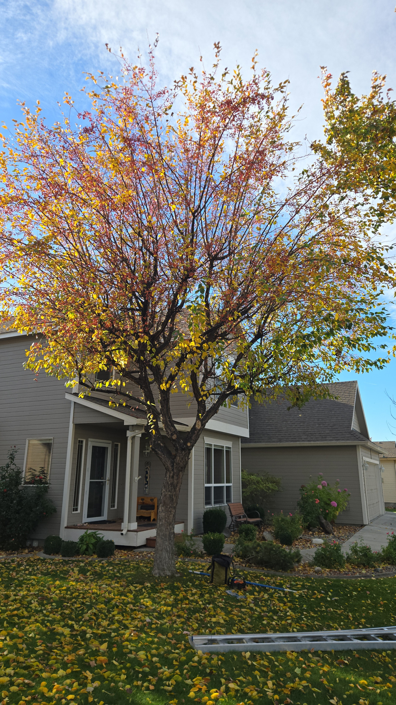 Fall Tree Pruning