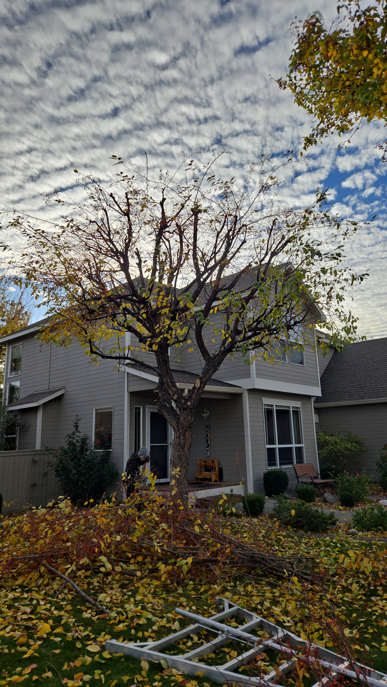 Tree Trimming in Progress