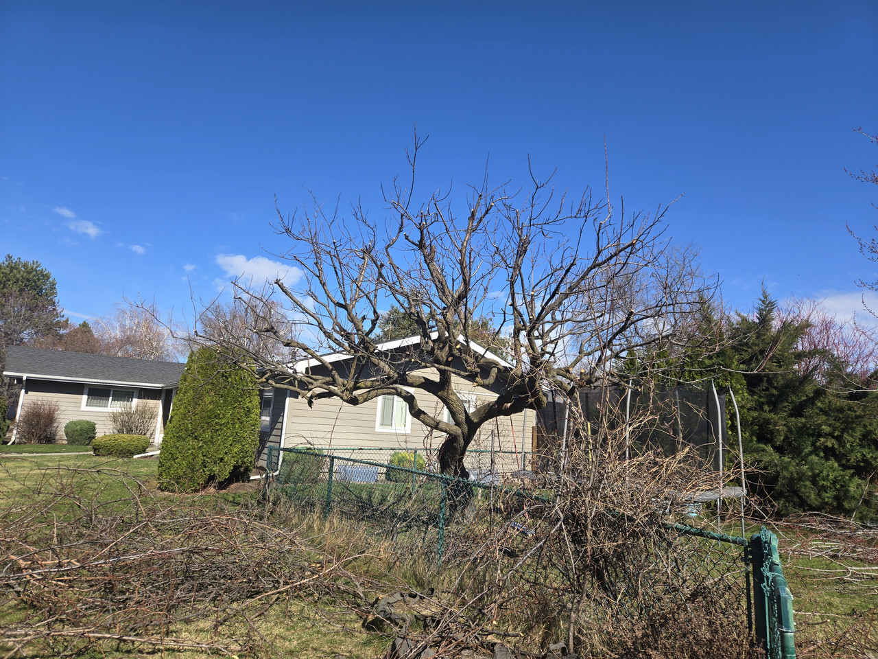 Fruit Tree Maintenance