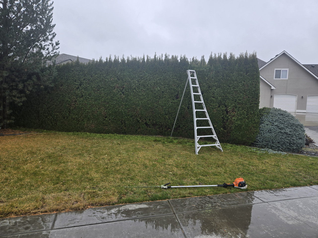 Privacy Hedge Trimming