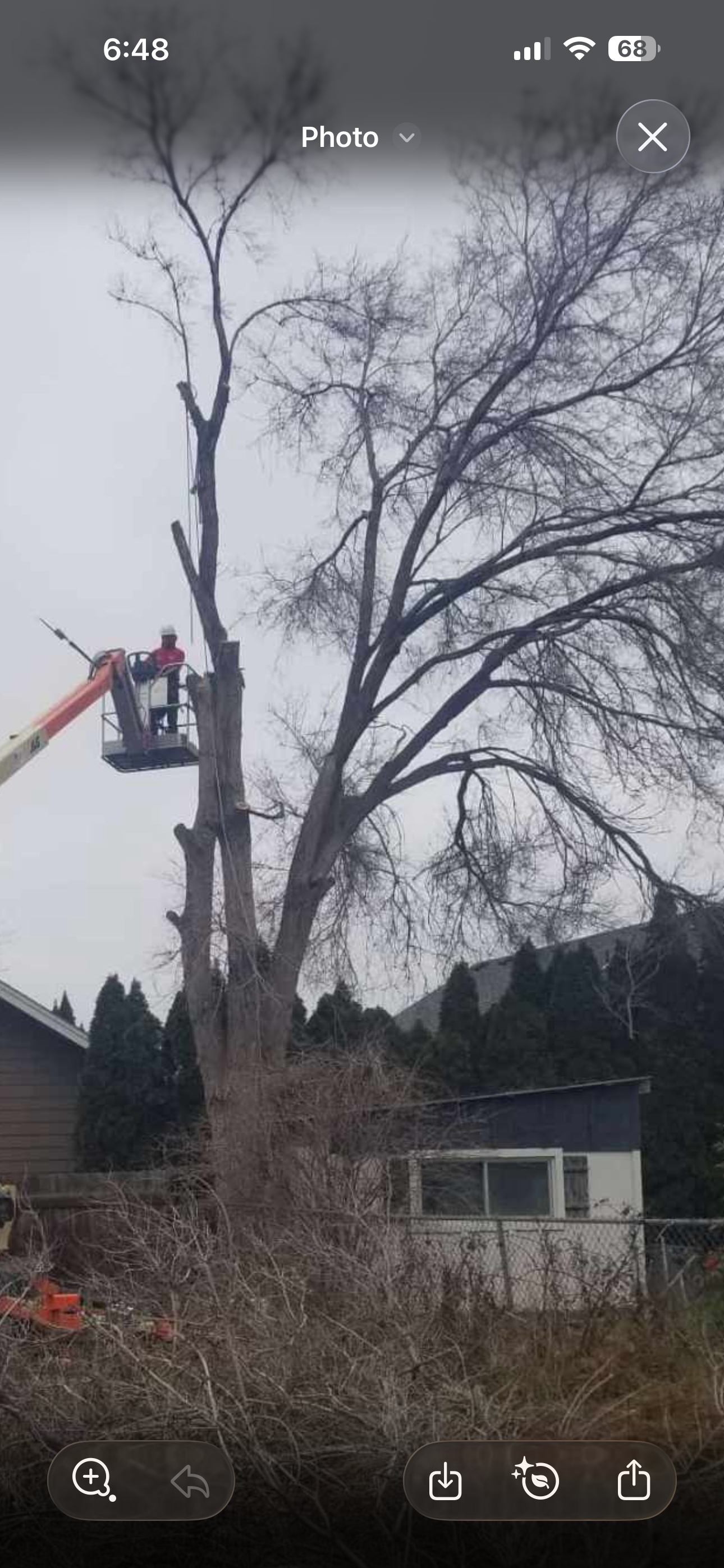 Tree Removal